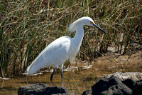 Egret - Garza Blanca