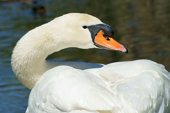 Swan - Cisne