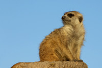 Meerkat - Suricata