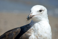 Seagull - Gaviota