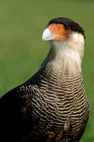 Carancho (Caracara plancus)