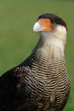 Carancho (Caracara plancus)