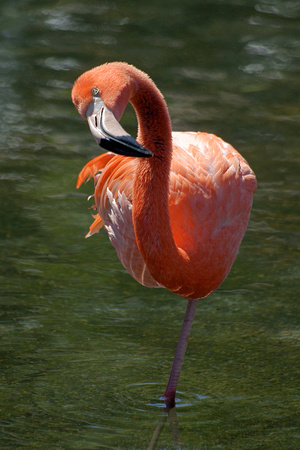 Flamingo - Flamenco Rosa