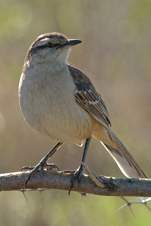 Mockingbird - Calandria