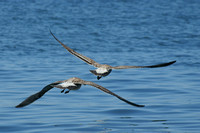 Seagulls - Gaviotas