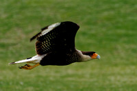 Carancho en vuelo