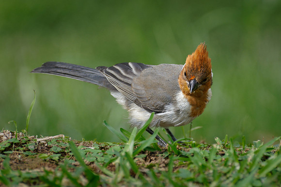 Cardinal - Cardenal