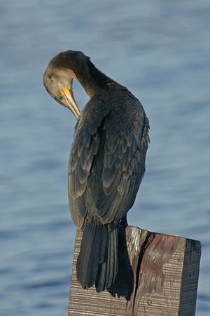 Cormorant - Biguá