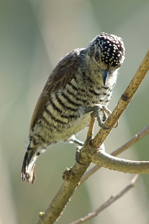 Woodpecker - Carpintero