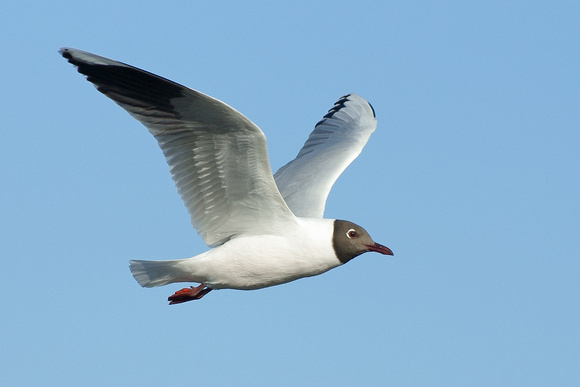 Seagull - Gaviota